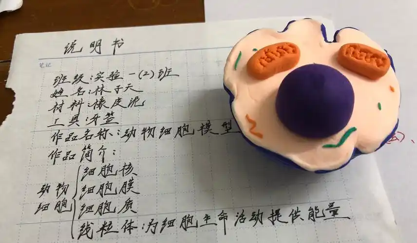 实验一(2)班 林子天 作品《动物细胞》