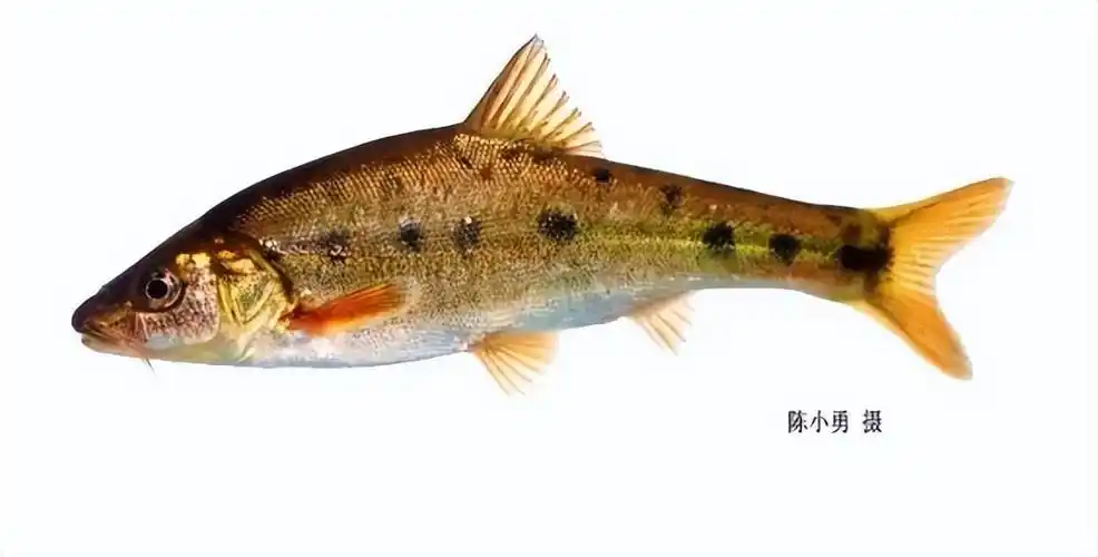 鱼的种类图片大全(云南土著鱼类) - 赤虎壹号