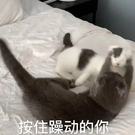 按住躁动的你喵星人表情包