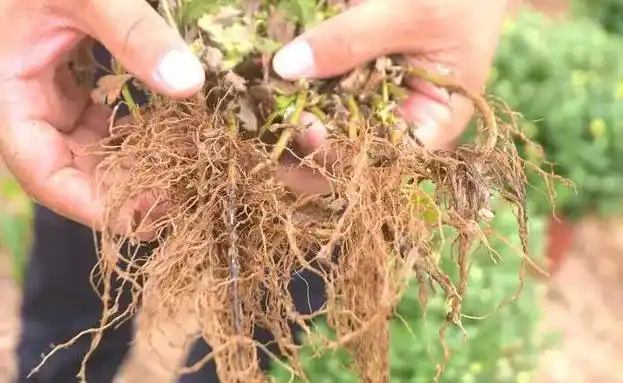 11月份菊花连根移栽的方法介绍