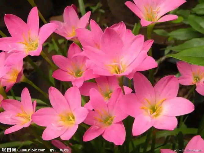 展开全部 韭兰,又名:韭莲;别名:风雨花;,是石蒜科葱莲属多年生草本.