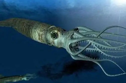 大王乌贼vs巨枪乌贼世界上体型最大无脊椎动物之争体长达20米