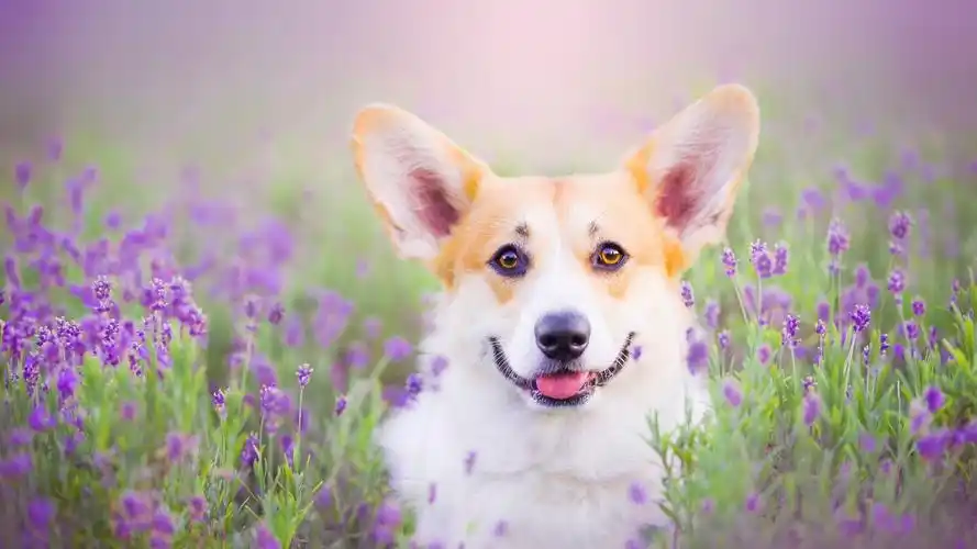 狗 动物 萌宠 柯基 汪星人 萌宠动物壁纸狗壁纸图片_桌面壁纸图片