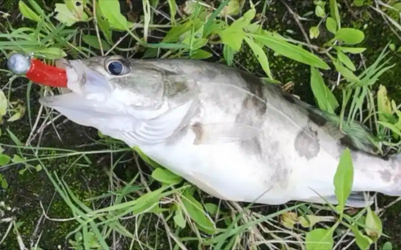解锁大眼鳜一尾