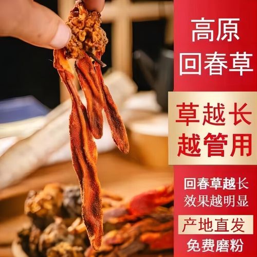 回春草野生顶天柱云南深山功效不老草风流果泡茶泡酒料回心草 回春草