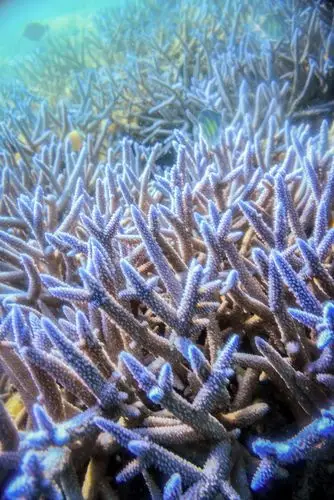 不过拍摄蓝色鹿角珊瑚有一定的技巧一定要自由潜下去从下往上抬高视角