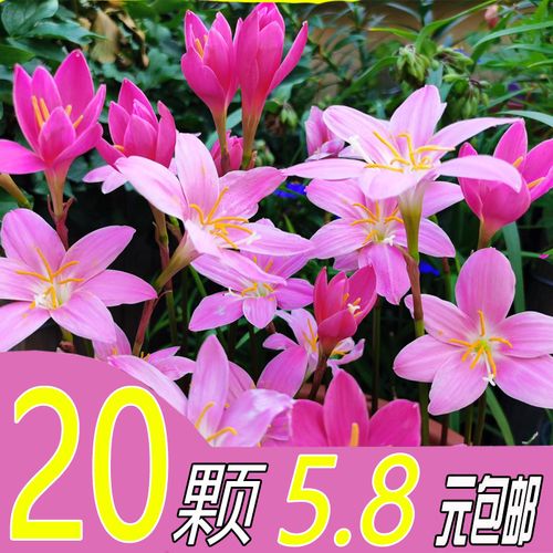 风雨兰韭兰韭莲韭菜兰韭菜莲盆栽阳台花园庭院小区苗圃绿化种球