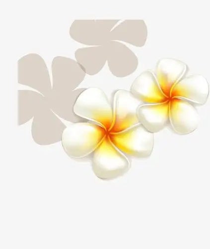 鸡蛋花png素材-90设计