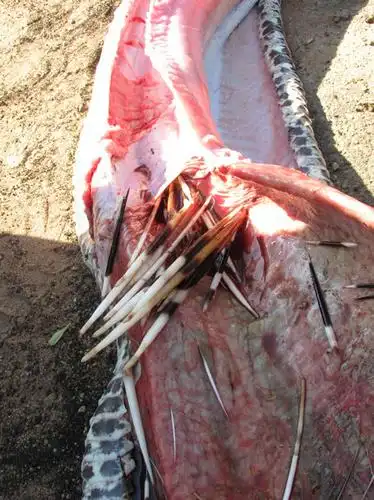 野外发现肚皮鼓胀的巨蟒尸体,解剖后让人傻了眼