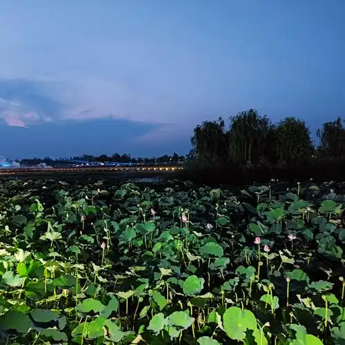曹县万亩荷塘生态园评论