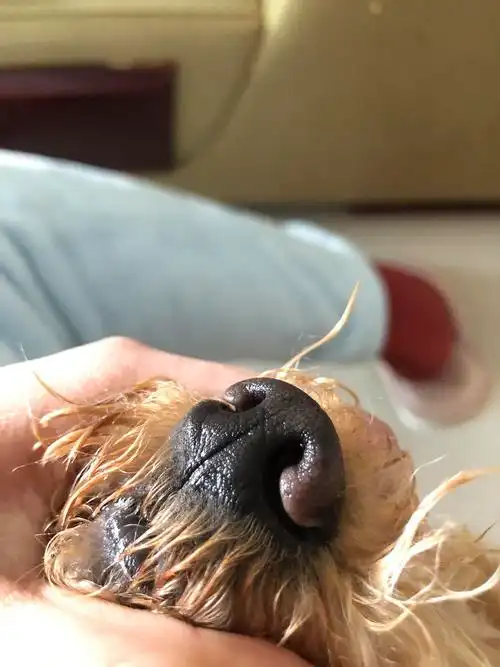 讨论狗狗的鼻子有点发白是为什么呢