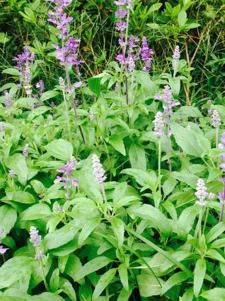 又名药用鼠尾草,撒尔维亚,日本紫花鼠尾草,南丹参,又名石见穿,是唇形