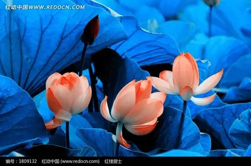 蓝色荷叶丛中的几朵荷花