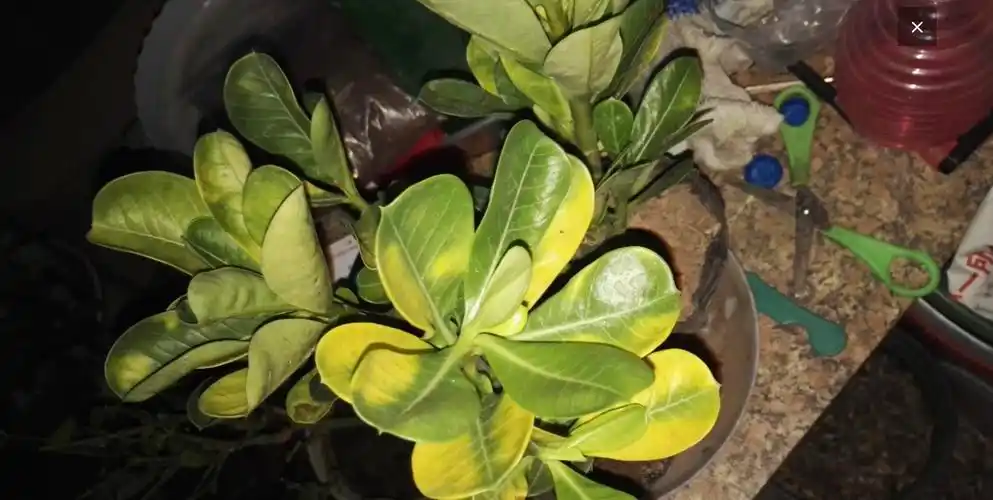 【问答】刚买的沙漠玫瑰的叶子发黄,咋破