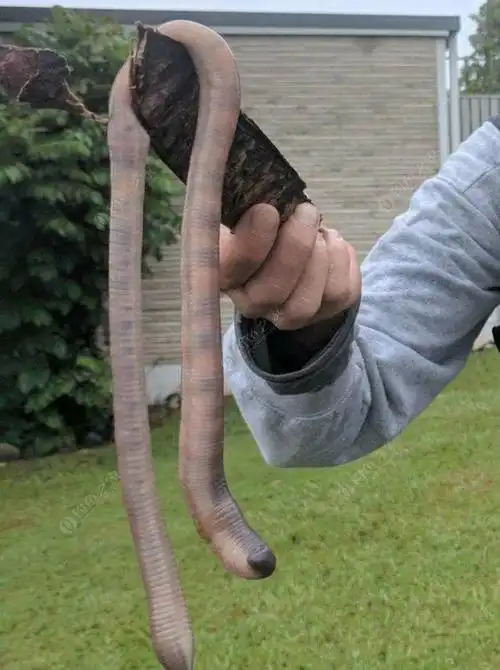 也可能在新闻上看到过这样的巨型蚯蚓