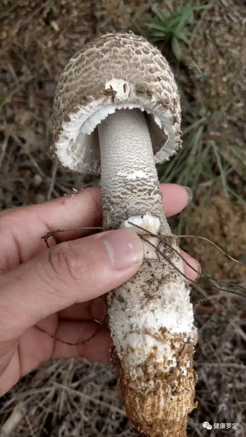 近期需特别警惕毒蘑菇——拟灰花纹鹅膏,中华鹅膏_白色_症状_毒性