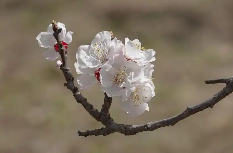 【首发】春赏杏花正当时