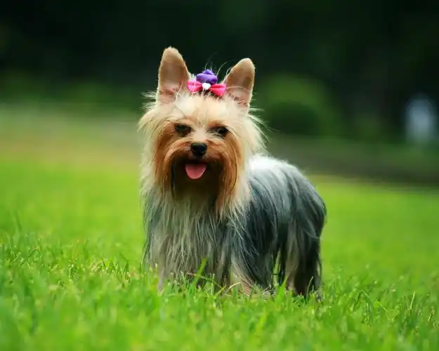 可爱约克夏壁纸 _ 图片网