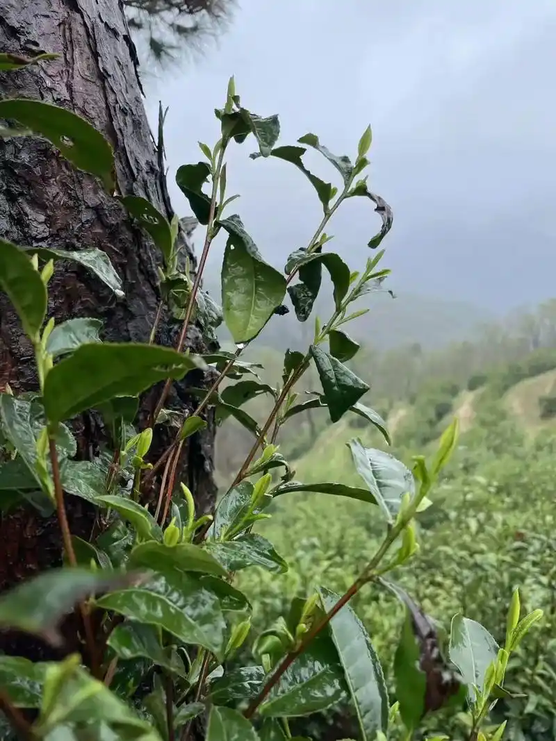 少量信阳毛尖炒制成品!核心产地明 - 抖音