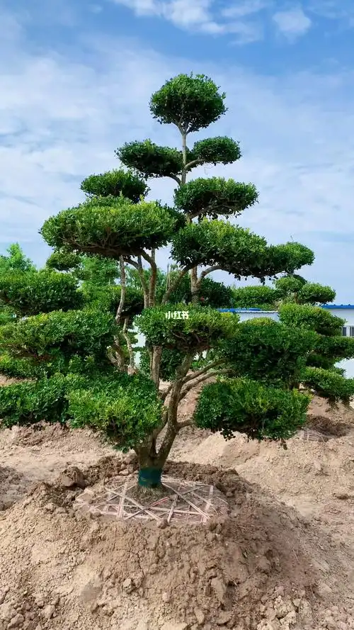 精品瓜子黄杨造型树家有黄杨世代栋梁四季