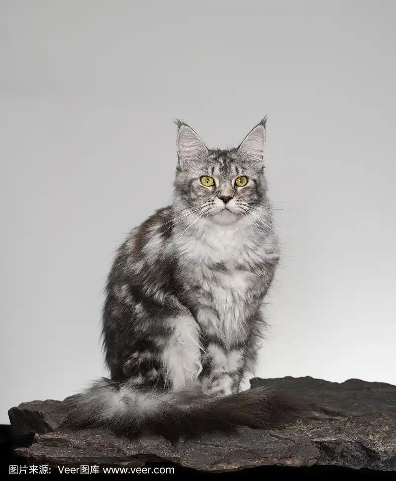 美丽的灰色缅因猫坐着