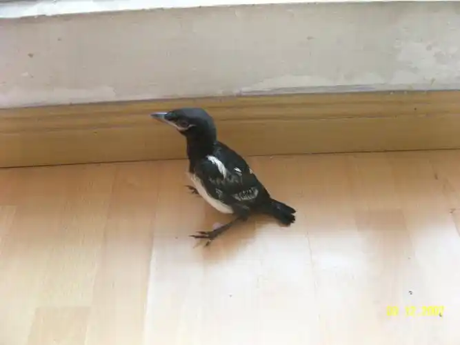 今天早上在小区捡了一只幼喜鹊(见图),但近期将离开北京,无法喂养,有