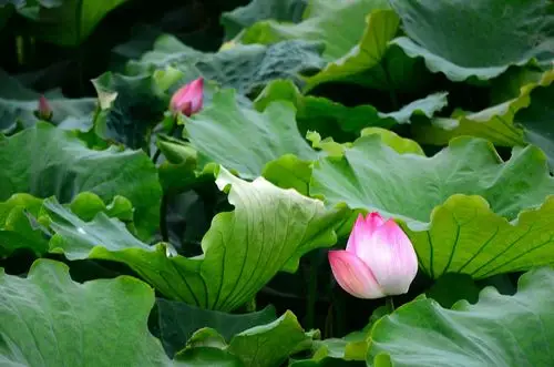 竹色溪下绿,荷花镜里香