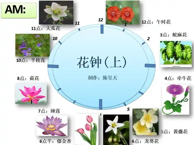 花钟——陈昱天制作(打印).ppt