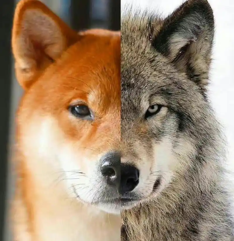 你觉得狼和狗的区别在哪里,看的出来吗