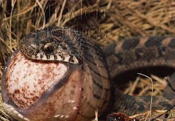 动物世界:10大蟒蛇吞食瞬间