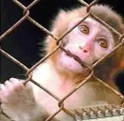 目睹广东人吃活吃猴脑的全过程!