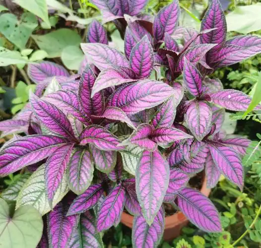 网红观叶植物盆栽 波斯红草 单枝小苗 红背耳叶马蓝 自带荧紫色