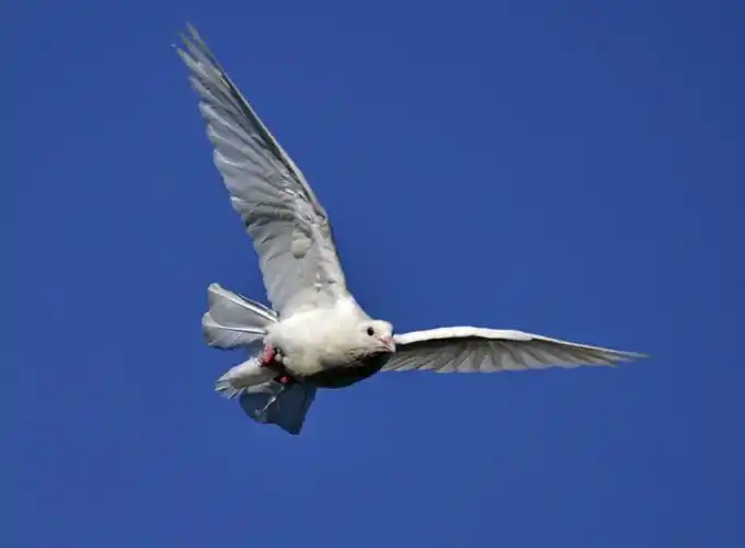 鸽子在蓝天下飞翔,翩翩起舞,千姿百态,赏心悦目!