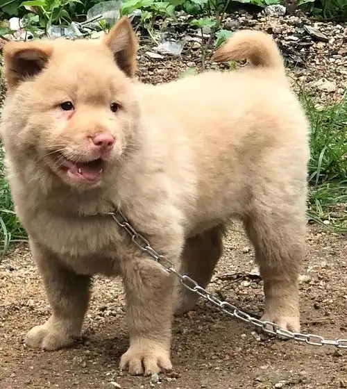 ① 小时候肉嘟嘟的,很可爱土狗小的时候大多肉嘟嘟的,非常可爱,五红犬