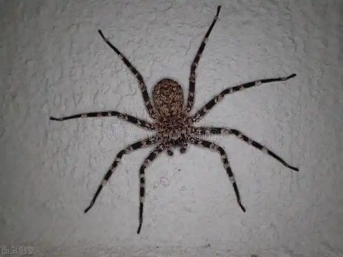 室内常见的几种蜘蛛(室内蜘蛛种类) - 趣味头条