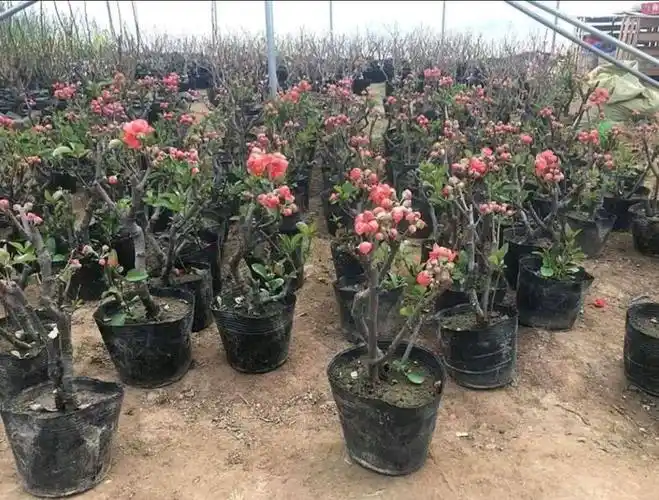 [北美海棠批发]北美海棠 盆栽海棠花:基地直销包邮价格5.