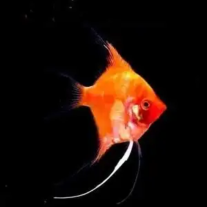 红魔鬼神仙鱼燕鱼净版无黑斑热带观赏鱼活体燕鱼活体德系红魔鬼