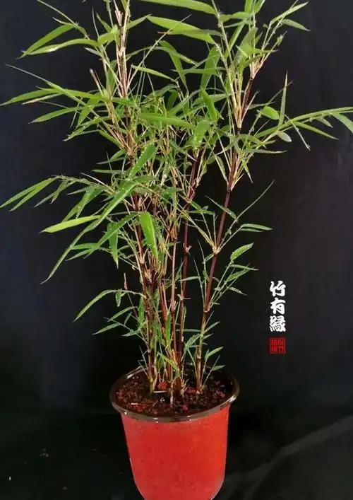 怎样种植箭竹(养竹必备《红箭竹养植宝典》)