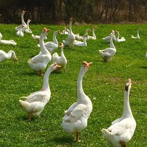 皖西大白鹅(手机拍摄)