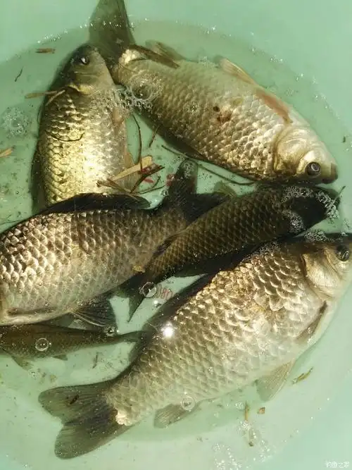 年前最后一钓,喜获大鲫 红虫饵料钓鲫鱼