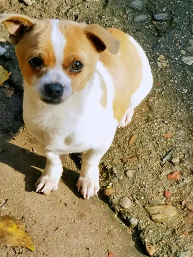 西安同城免费领养狗 编号0597 领养:吉娃娃串 6个月 体型很小 性格