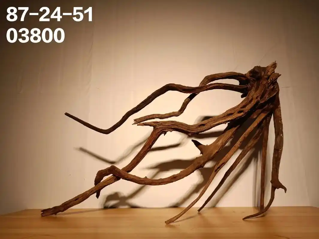 南美缸 #埃及神仙鱼 #七彩神仙 #沉木造景 # - 抖音