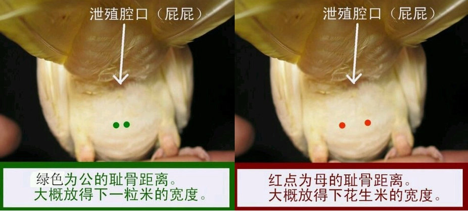 玄凤鹦鹉怎么分公母?三个方面教你分辨不再难