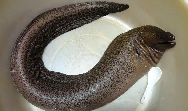 油锥鱼与虎鳗的区别?