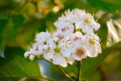 美丽的山楂树下湖北工业大学