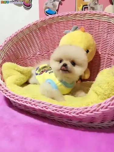 超级萌,小型犬,纯种俊介犬,不掉毛球体款