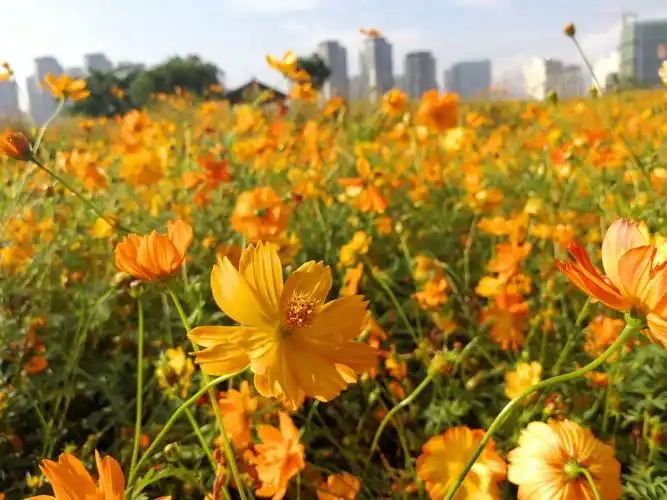 花海公园～硫华菊