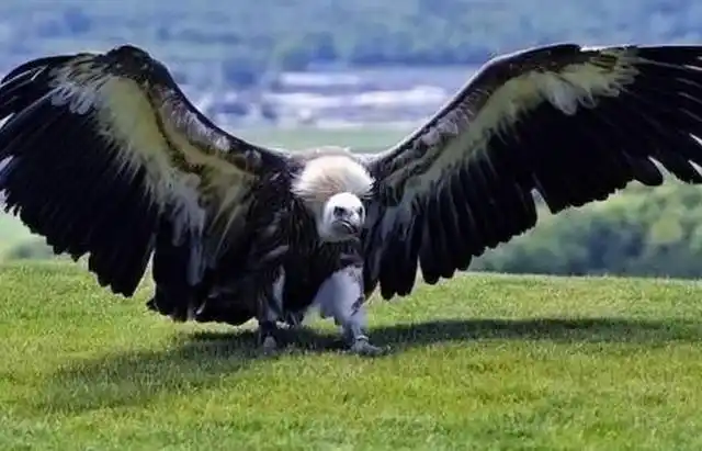 世界上最大的鸟类,身长高达8米多,在空中几乎没有任何天敌!