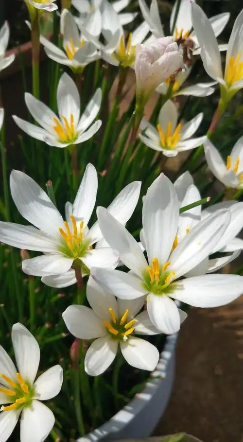 葱莲,又名玉帘,白花菖蒲莲,韭菜莲,肝风草,多年生草本植物.