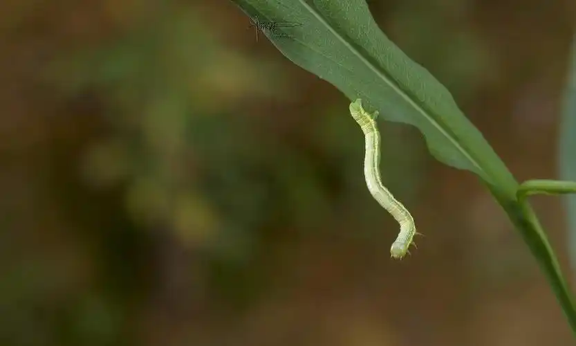 在杭州的农庄里偶遇"尺蠖",一种造型别致的小虫子